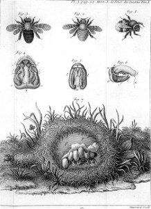 Réaumur-Haussard-Illustrations de Mémoires pour servir à l'histoire des insectes F-3-38