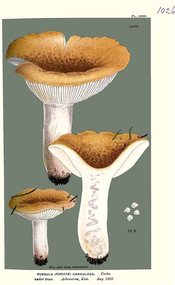 Russula granulosa-Cooke. Free illustration for personal and commercial use.