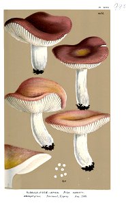 Russula lepida var-Cooke. Free illustration for personal and commercial use.