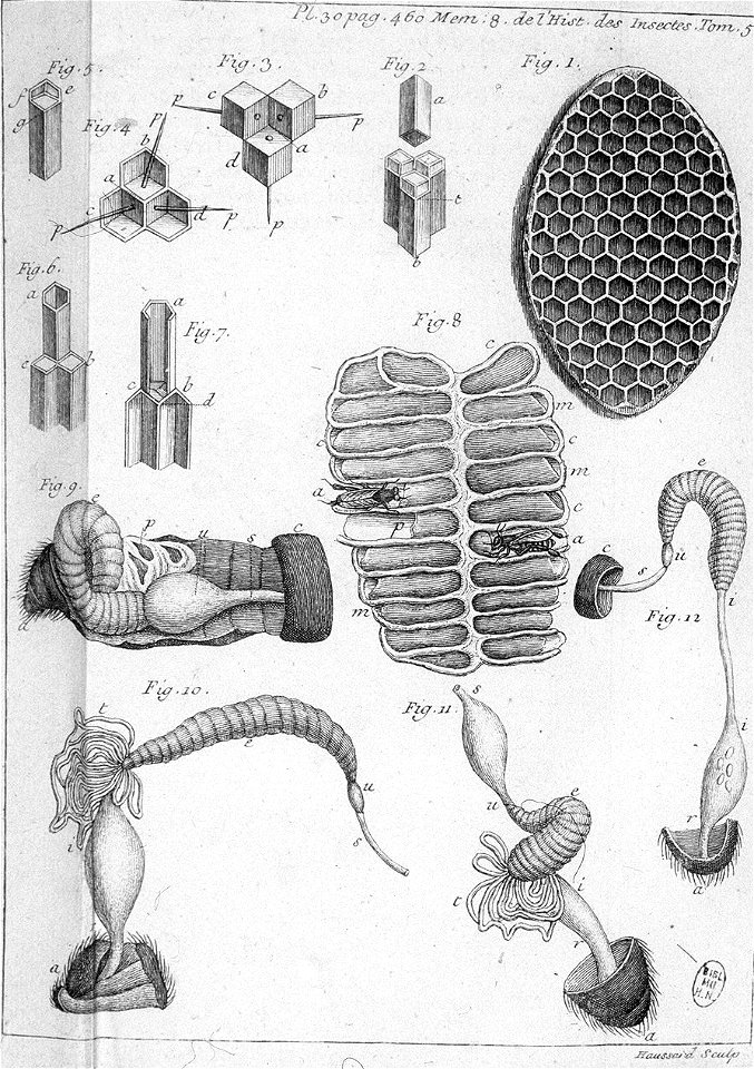 Réaumur-Haussard-Illustrations de Mémoires pour servir à l'histoire des insectes E-30-460
