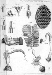 Réaumur-Haussard-Illustrations de Mémoires pour servir à l'histoire des insectes E-30-460