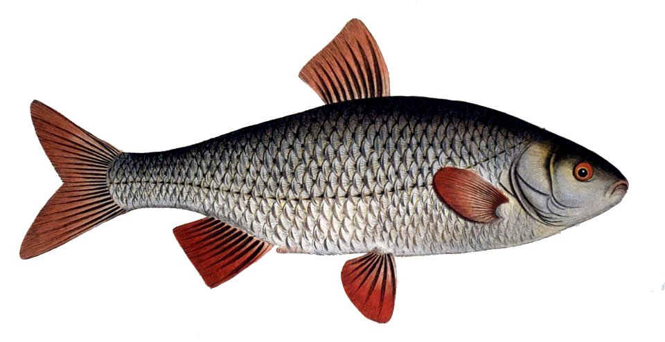 Rutilus rutilus5