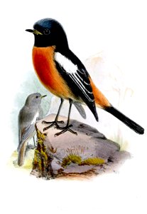 RuticillaNigrogularisWolf