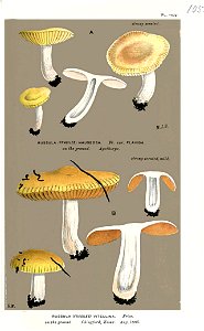 Russula vitellina -R. nauseosa var flavida