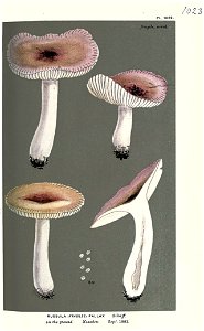 Russula fallax-Cooke. Free illustration for personal and commercial use.