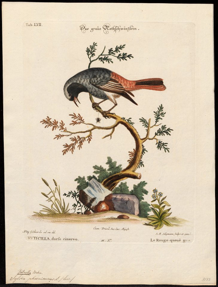 Ruticilla phoenicurus - 1700-1880 - Print - Iconographia Zoologica - Special Collections University of Amsterdam - UBA01 IZ16200236