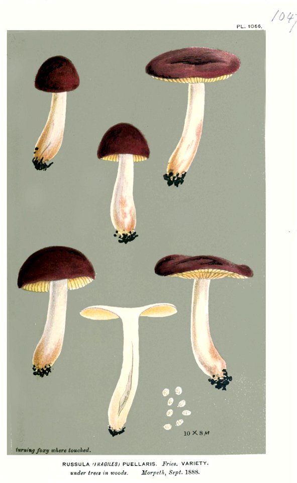 Russula puellaris-Cooke
