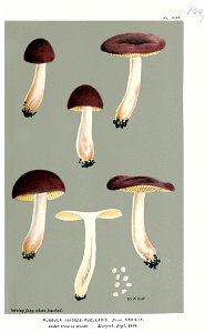 Russula puellaris-Cooke