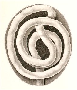 Résultats des campagnes scientifiques accomplies sur son yacht par Albert Ier - Fascicule XII (1898) planche 5 fig 14