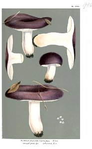Russula purpurea-Cooke. Free illustration for personal and commercial use.