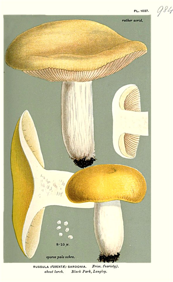 Russula sardonia var-Cooke