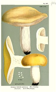 Russula sardonia var-Cooke. Free illustration for personal and commercial use.