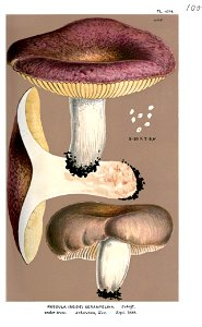 Russula xerampelina-2-Cooke