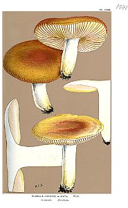 Russula aurata-Cooke. Free illustration for personal and commercial use.