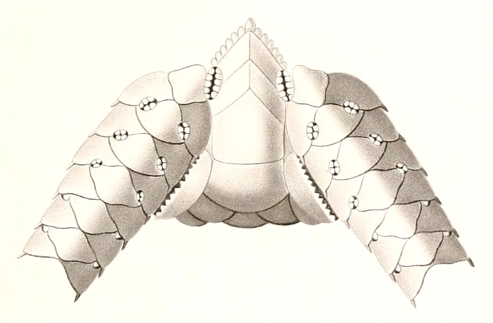 Résultats des campagnes scientifiques accomplies sur son yacht par Albert Ier - Fascicule XII (1898) planche 7 fig 35