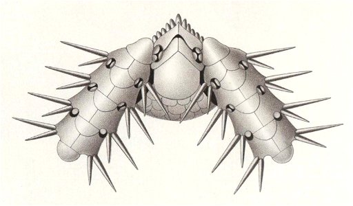 Résultats du voyage du S.Y. Belgica en 1897-1898-1899. Zoologie - Échinides et ophiures (1902) planche 6 fig 39