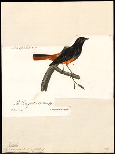 Ruticilla rufiventris - 1796-1808 - Print - Iconographia Zoologica - Special Collections University of Amsterdam - UBA01 IZ16200244