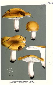 Russula fingibilis-Cooke. Free illustration for personal and commercial use.