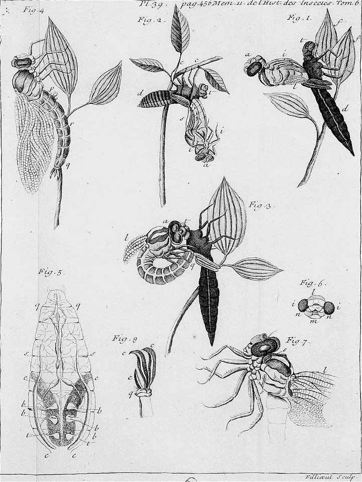 Réaumur-Filloeul-Illustrations de Mémoires pour servir à l'histoire des insectes F-39-456