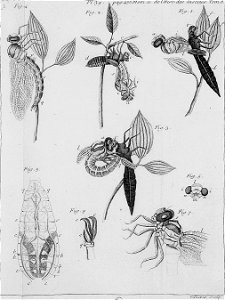 Réaumur-Filloeul-Illustrations de Mémoires pour servir à l'histoire des insectes F-39-456