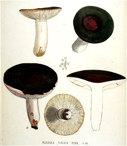 Russula furcata — Flora Batava — Volume v19. Free illustration for personal and commercial use.