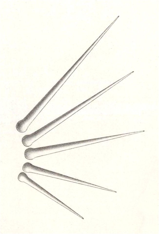Résultats du voyage du S.Y. Belgica en 1897-1898-1899. Zoologie - Échinides et ophiures (1902) planche 3 fig 21