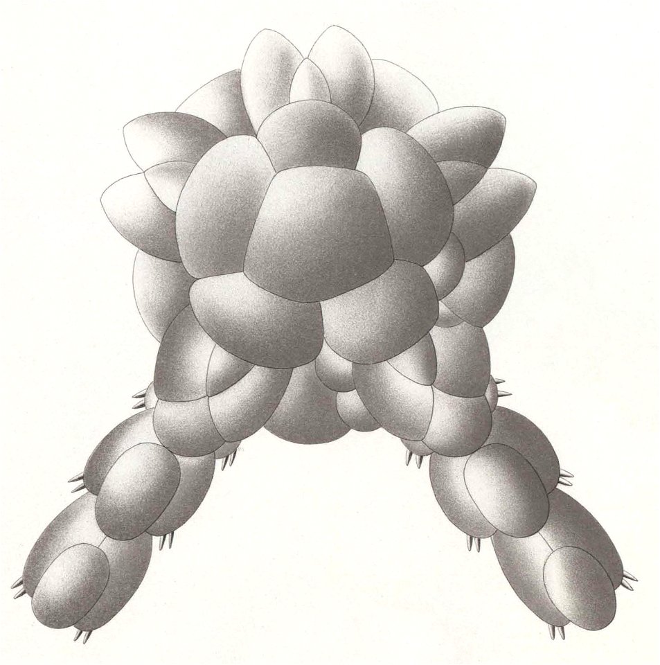 Résultats du voyage du S.Y. Belgica en 1897-1898-1899. Zoologie - Échinides et ophiures (1902) planche 7 fig 44