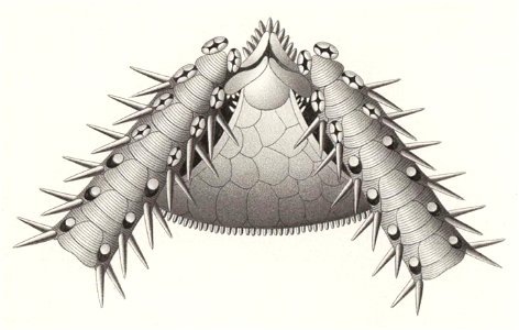 Résultats du voyage du S.Y. Belgica en 1897-1898-1899. Zoologie - Échinides et ophiures (1902) planche 8 fig 53