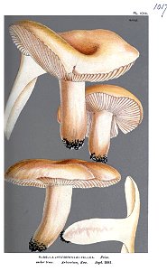 Russula fellea-Cooke