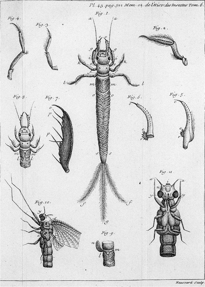 Réaumur-Haussard-Illustrations de Mémoires pour servir à l'histoire des insectes F-43-522