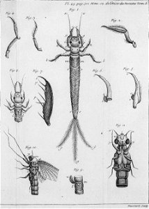 Réaumur-Haussard-Illustrations de Mémoires pour servir à l'histoire des insectes F-43-522