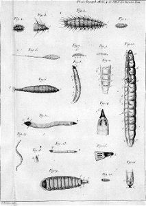 Réaumur-Lucas-Illustrations de Mémoires pour servir à l'histoire des insectes D-13-198