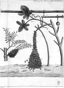 Réaumur-Filloeul-Illustrations de Mémoires pour servir à l'histoire des insectes E-37