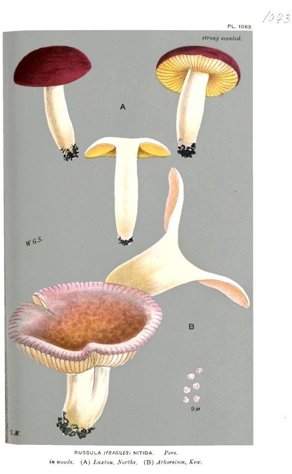 Russula nitida-Cooke