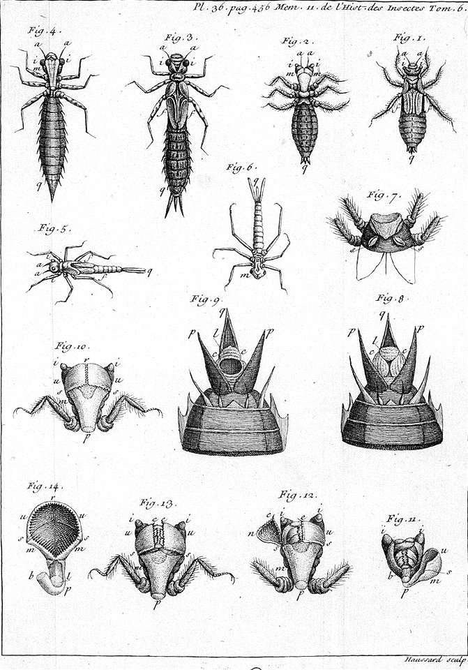 Réaumur-Haussard-Illustrations de Mémoires pour servir à l'histoire des insectes F-36-456
