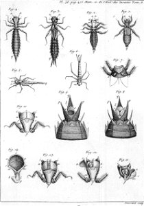 Réaumur-Haussard-Illustrations de Mémoires pour servir à l'histoire des insectes F-36-456