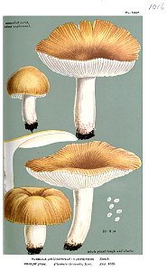 Russula subfoetens-Cooke. Free illustration for personal and commercial use.