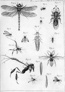 Réaumur-Filloeul-Illustrations de Mémoires pour servir à l'histoire des insectes - IV 10