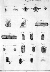Réaumur-Filloeul-Illustrations de Mémoires pour servir à l'histoire des insectes F-9