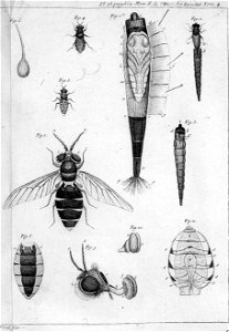 Réaumur-Filloeul-Illustrations de Mémoires pour servir à l'histoire des insectes - IV 25