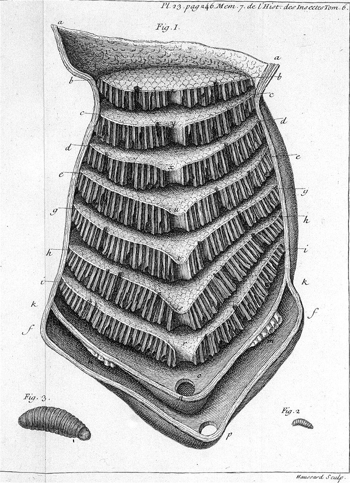 Réaumur-Haussard-Illustrations de Mémoires pour servir à l'histoire des insectes F-23-246