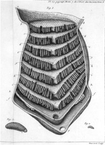 Réaumur-Haussard-Illustrations de Mémoires pour servir à l'histoire des insectes F-23-246