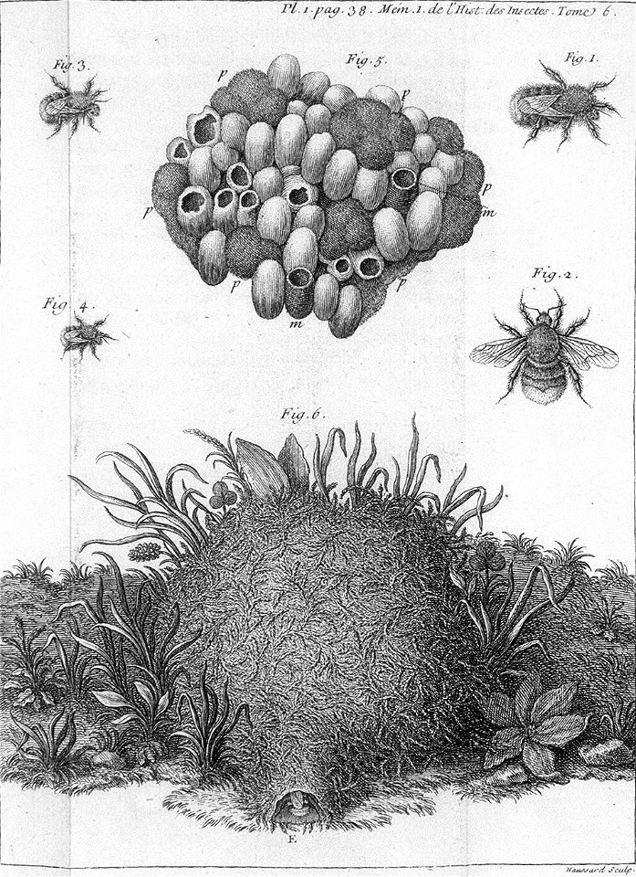 Réaumur-Haussard-Illustrations de Mémoires pour servir à l'histoire des insectes F-1-38