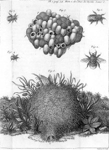 Réaumur-Haussard-Illustrations de Mémoires pour servir à l'histoire des insectes F-1-38