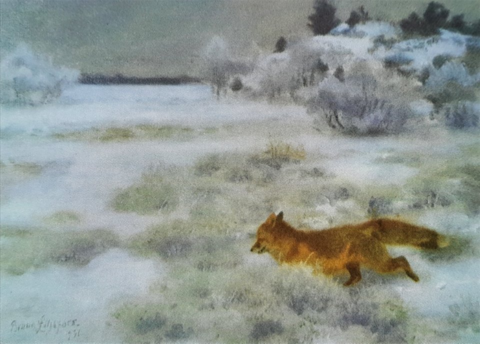 Räv i snö x Bruno Liljefors