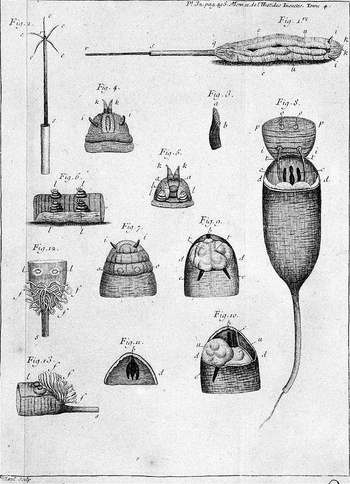 Réaumur-Filloeul-Illustrations de Mémoires pour servir à l'histoire des insectes - IV 32