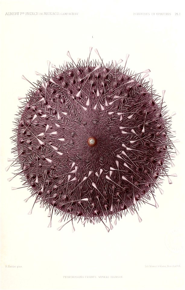 Résultats des campagnes scientifiques accomplies sur son yacht par Albert Ier - Fascicule XII (1898) planche 1