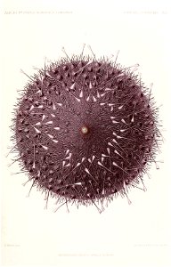 Résultats des campagnes scientifiques accomplies sur son yacht par Albert Ier - Fascicule XII (1898) planche 1