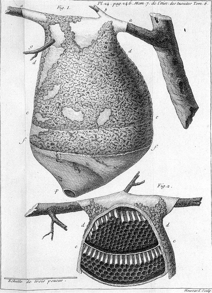 Réaumur-Haussard-Illustrations de Mémoires pour servir à l'histoire des insectes F-24-246