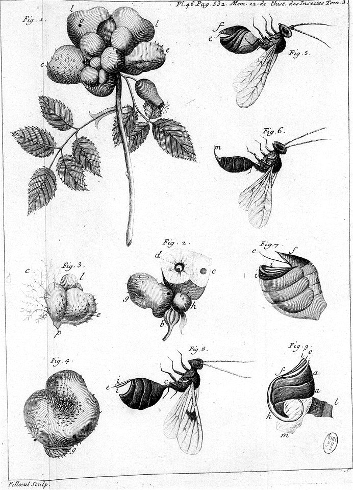 Réaumur-Filloeul-Illustrations de Mémoires pour servir à l'histoire des insectes - III- 465
